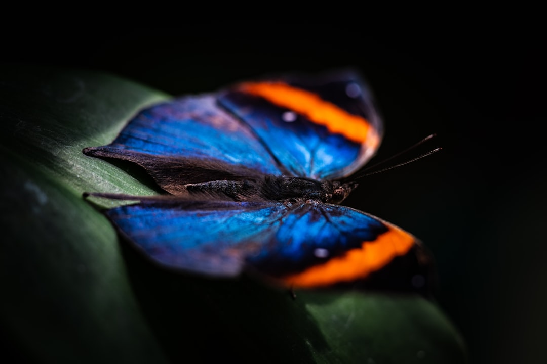 butterfly image