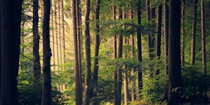  изображение леса