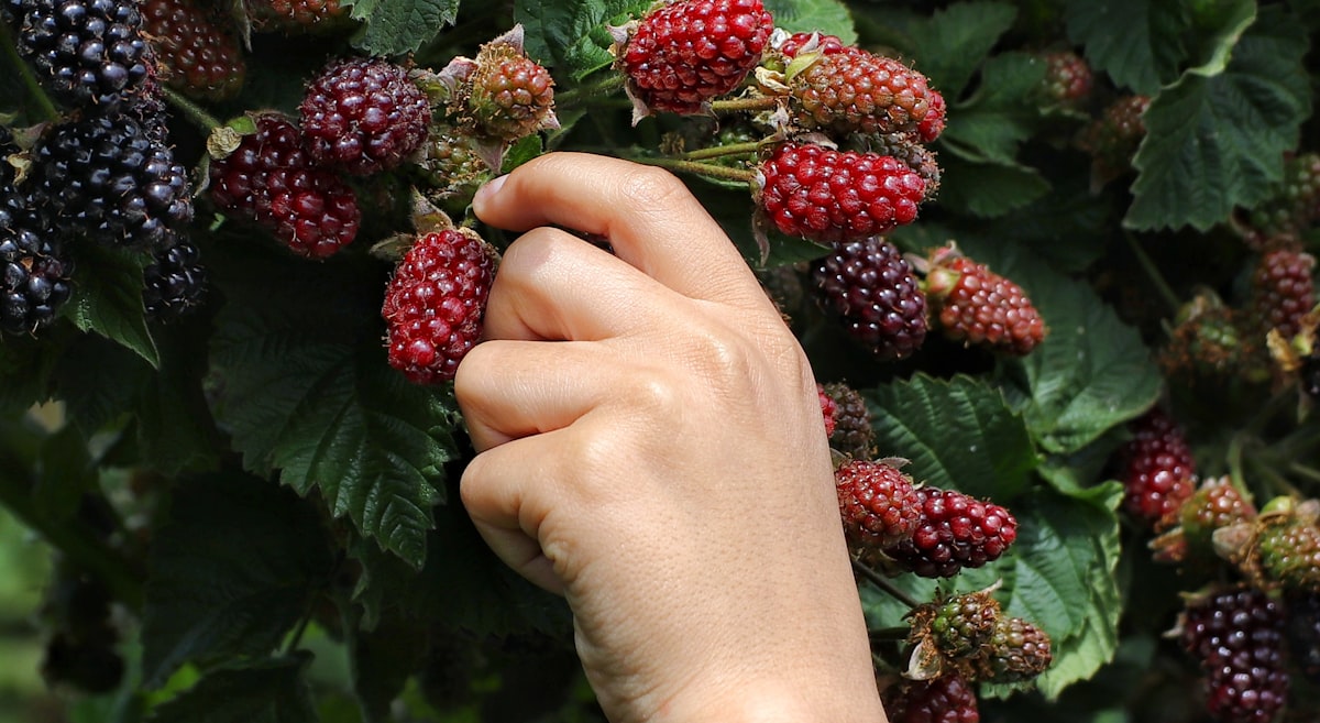 person-holding-red-and-black-berries