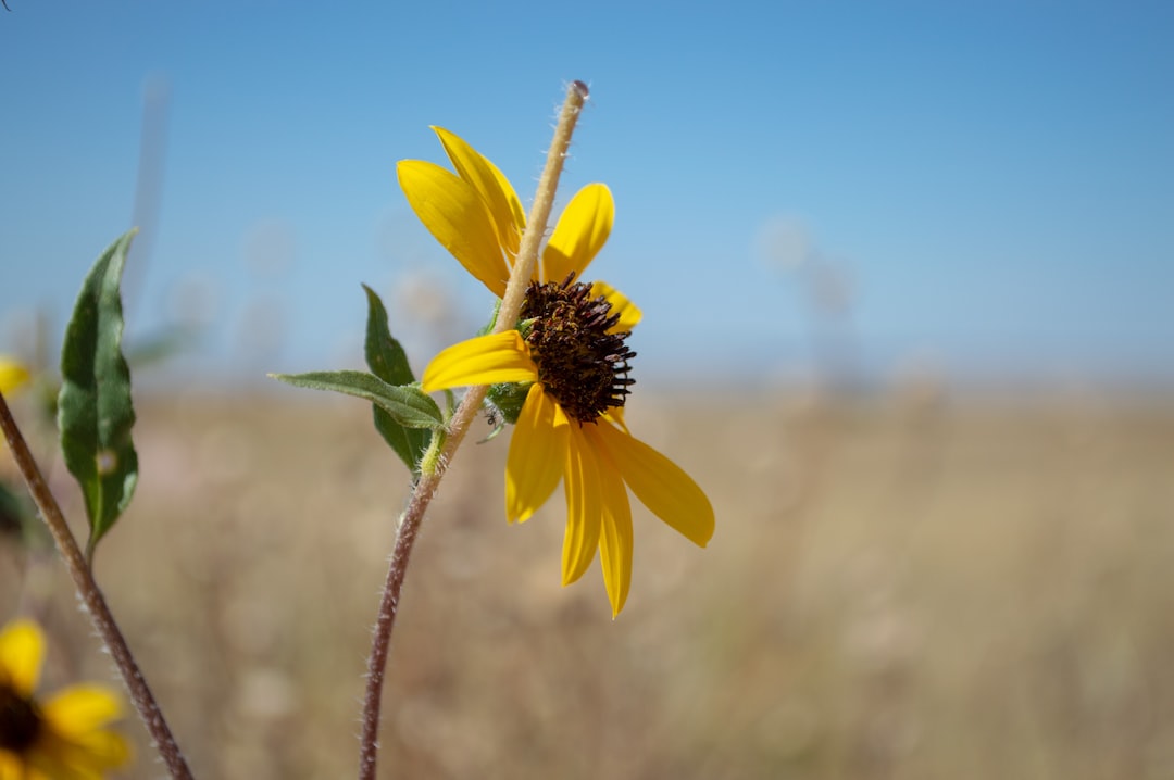 A close-up of a plains sunflower